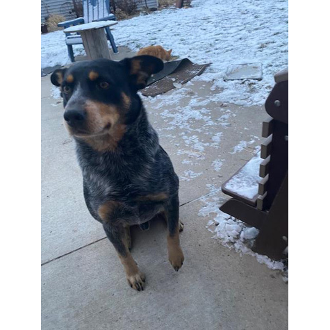 A brown and black dog looking to the left